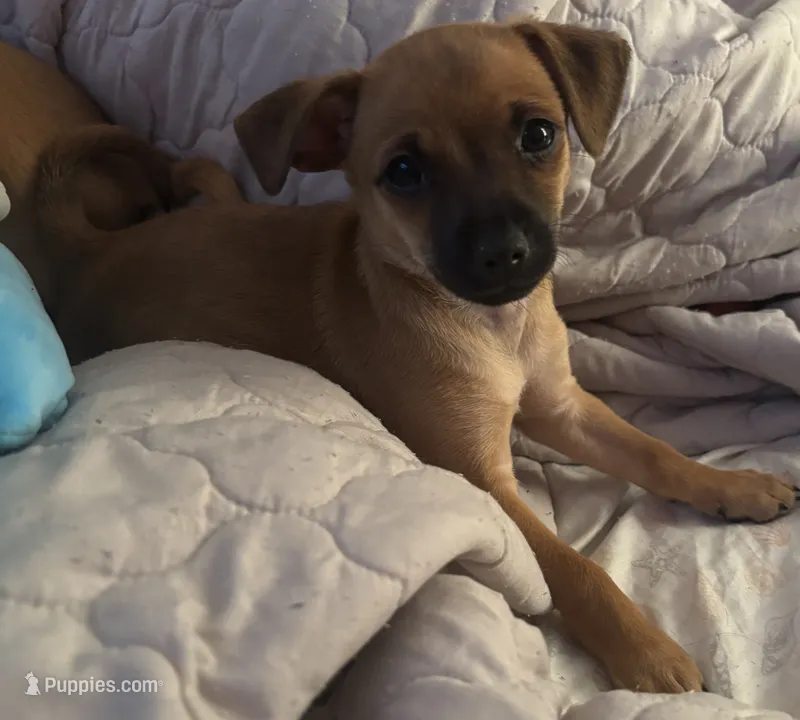 Brownie  – Miniature Pinscher puppy for sale in Fall River, MA