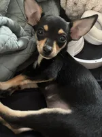 Princess , a female Miniature Pinscher for sale in Fall River, MA – 3 of 3