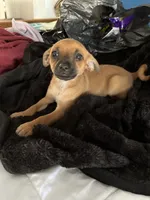 Brownie , a female Miniature Pinscher for sale in Fall River, MA – 2 of 6