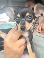 Princess , a female Miniature Pinscher for sale in Fall River, MA – 2 of 3