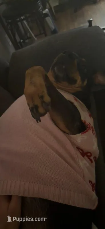 Lucky  – Rottweiler puppy for sale in Morrison, OK