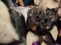 Lucky , a female Rottweiler for sale in Morrison, OK – Photo 4 of 5