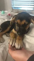 maple , a female German Shepherd Dog and Labrador Retriever for sale in Fort Lauderdale, FL – 3 of 3