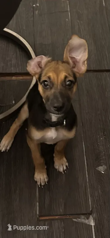 maple  – German Shepherd Dog, Labrador Retriever puppy for sale in Fort Lauderdale, FL