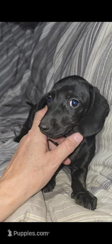 Sally's babies – Miniature Dachshund puppy for sale in Pilot Rock, OR