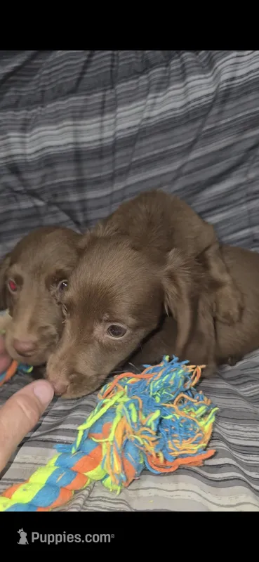 Fig boy – Miniature Dachshund puppy for sale in Pilot Rock, OR