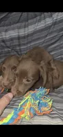 Fig boy, a male Miniature Dachshund for sale in Pilot Rock, OR – 1 of 1