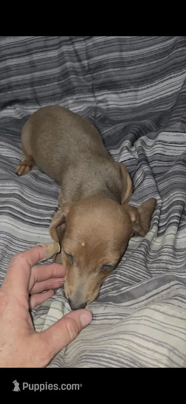 Sally's babies – Miniature Dachshund puppy for sale in Pilot Rock, OR