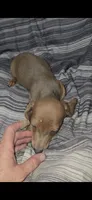 Sally's babies, a male Miniature Dachshund for sale in Pilot Rock, OR – 1 of 1