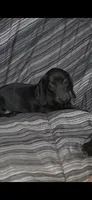 Sally's babies, a female Miniature Dachshund for sale in Pilot Rock, OR – 2 of 2