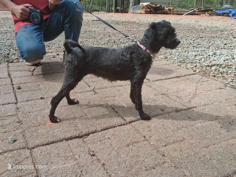 Daisy – Poodle - Toy  puppy for sale in Moravian Falls, NC
