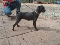 Daisy, a female Poodle - Toy  for sale in Moravian Falls, NC – Photo 1 of 2