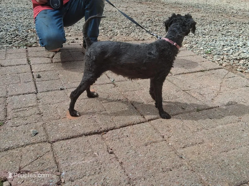 Daisy – Poodle - Toy  puppy for sale in Moravian Falls, NC