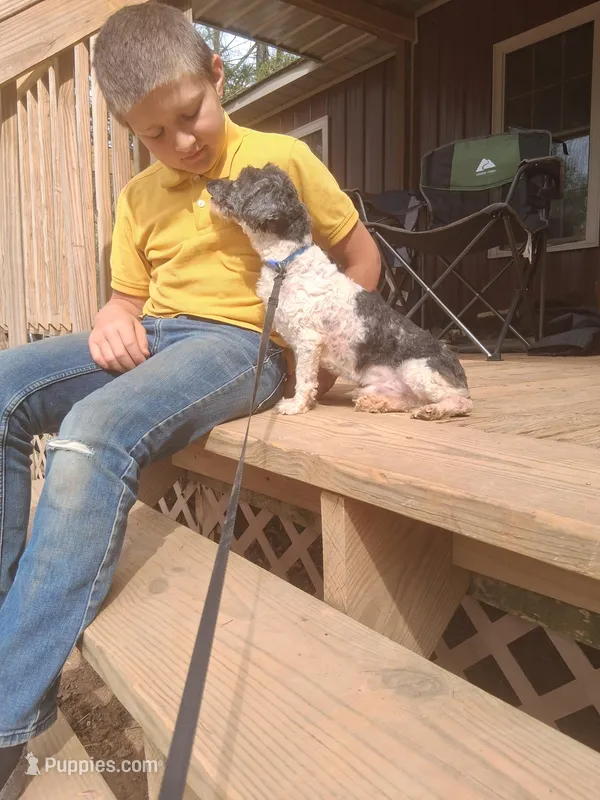 Jack – Poodle - Toy  puppy for sale in Moravian Falls, NC