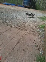 Jack, a male Poodle - Toy  for sale in Moravian Falls, NC – Photo 6 of 6