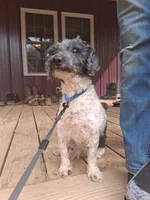 Jack, a male Poodle - Toy  for sale in Moravian Falls, NC – Photo 3 of 6