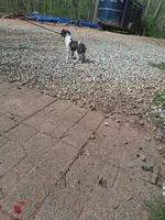 Jack, a male Poodle - Toy  for sale in Moravian Falls, NC – Photo 5 of 6