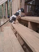 Jack, a male Poodle - Toy  for sale in Moravian Falls, NC – Photo 4 of 6