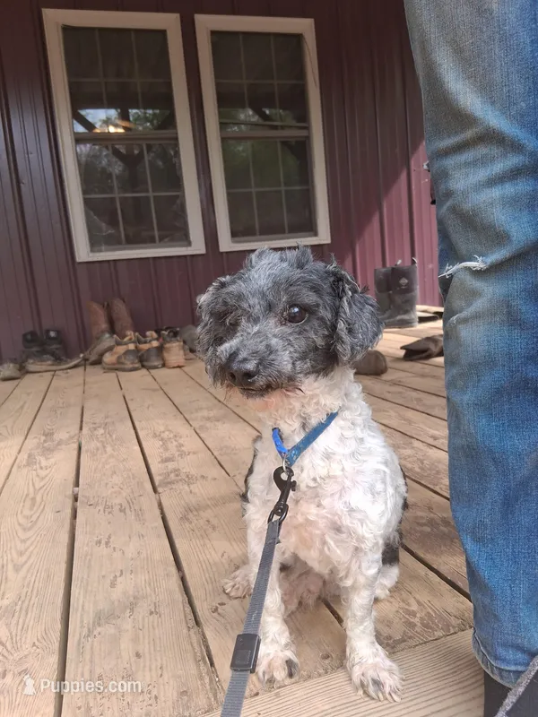 Jack – Poodle - Toy  puppy for sale in Moravian Falls, NC