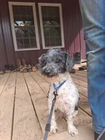 Jack, a male Poodle - Toy  for sale in Moravian Falls, NC – Photo 1 of 6