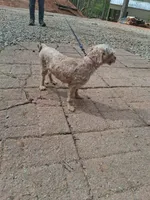 Rosy, a female Poodle - Toy  for sale in Moravian Falls, NC – Photo 3 of 3