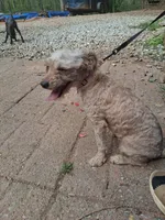 Rosy, a female Poodle - Toy  for sale in Moravian Falls, NC – Photo 2 of 3