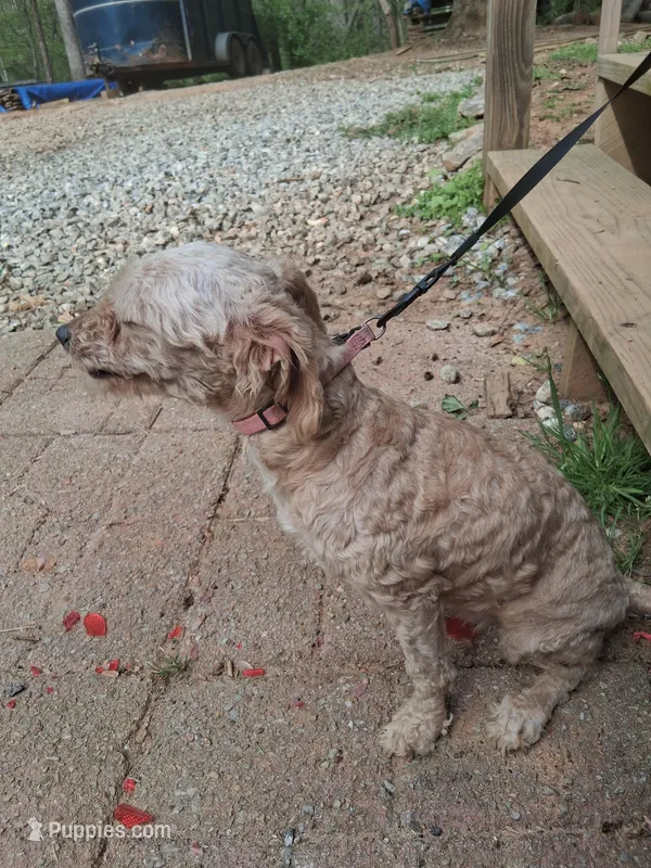 Rosy – Poodle - Toy  puppy for sale in Moravian Falls, NC