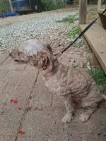 Rosy, a female Poodle - Toy  for sale in Moravian Falls, NC – Photo 1 of 3