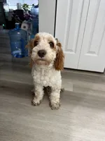 Lexy, a female Cockapoo for sale in Spokane, WA – 2 of 2