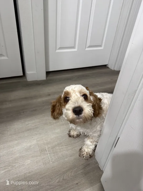 Lexy – Cockapoo puppy for sale in Spokane, WA