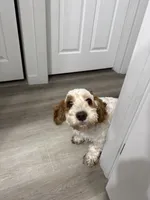 Lexy, a female Cockapoo for sale in Spokane, WA – 1 of 2