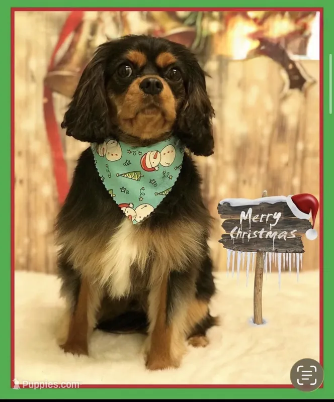 Ozoz, a male Cavalier King Charles Spaniel for sale in Orlando, FL – 1 of 4
