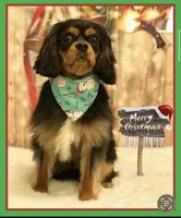 Ozoz, a male Cavalier King Charles Spaniel for sale in Orlando, FL – 1 of 4