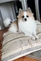 Lulu, a male Pomeranian for sale in Orlando, FL – 1 of 4