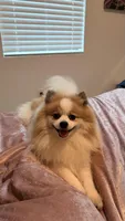Lulu, a male Pomeranian for sale in Orlando, FL – 4 of 4