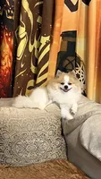 Lulu, a male Pomeranian for sale in Orlando, FL – 2 of 4