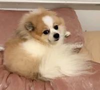 Lulu, a male Pomeranian for sale in Orlando, FL – 3 of 4