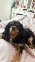 Ozoz, a male Cavalier King Charles Spaniel for sale in Orlando, FL – 4 of 4