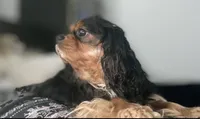 Ozoz, a male Cavalier King Charles Spaniel for sale in Orlando, FL – 2 of 4