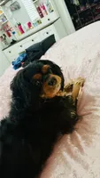 Ozoz, a male Cavalier King Charles Spaniel for sale in Orlando, FL – 3 of 4