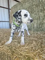 Green, a male Dalmatian for sale in Eaton, CO – 1 of 7