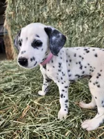 Pink, a female Dalmatian for sale in Eaton, CO – Photo 2 of 4