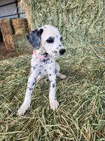 Pink, a female Dalmatian for sale in Eaton, CO – Photo 3 of 4
