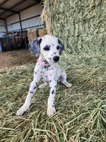 Pink, a female Dalmatian for sale in Eaton, CO – Photo 4 of 4