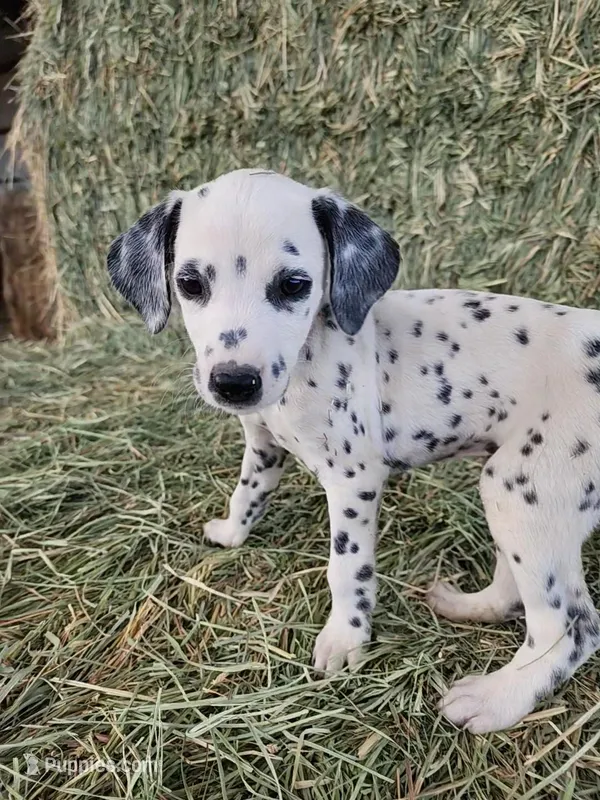 Pink – Dalmatian puppy for sale in Eaton, CO