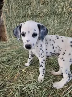 Pink, a female Dalmatian for sale in Eaton, CO – Photo 1 of 4