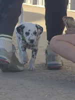 Green, a male Dalmatian for sale in Eaton, CO – 2 of 7