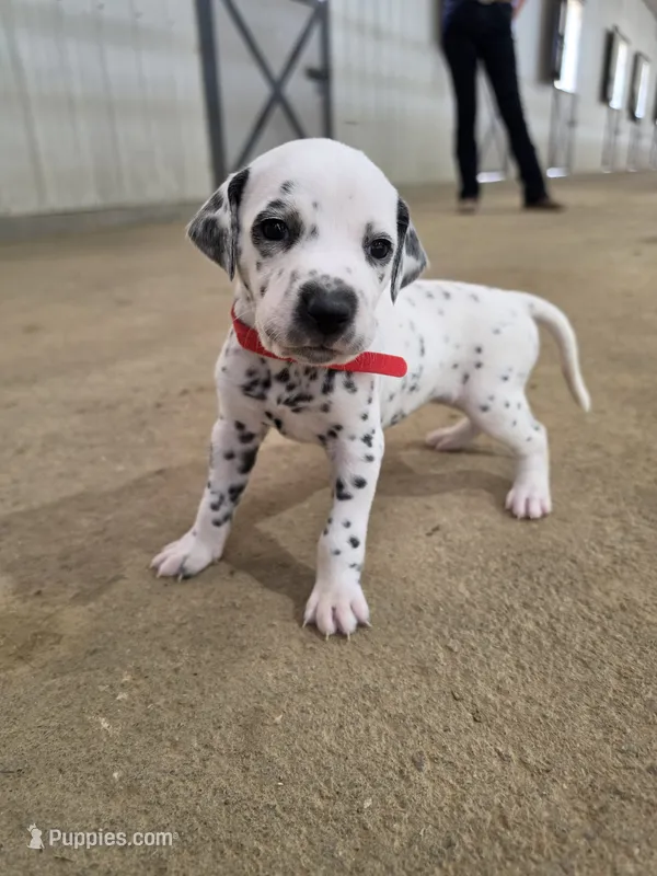 Dalmatian puppies available! – Dalmatian puppy for sale in Eaton, CO
