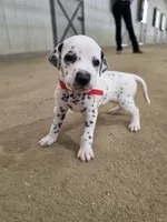 Dalmatian puppies available!, a female Dalmatian for sale in Eaton, CO – 1 of 7