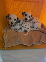 Dalmatian puppies available!, a female Dalmatian for sale in Eaton, CO – 2 of 7